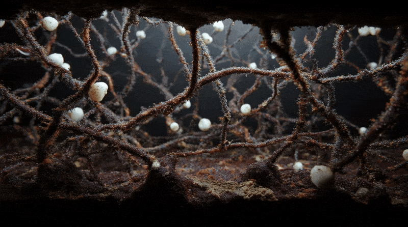 Subterranean_fungal_organism_originating_from_decay